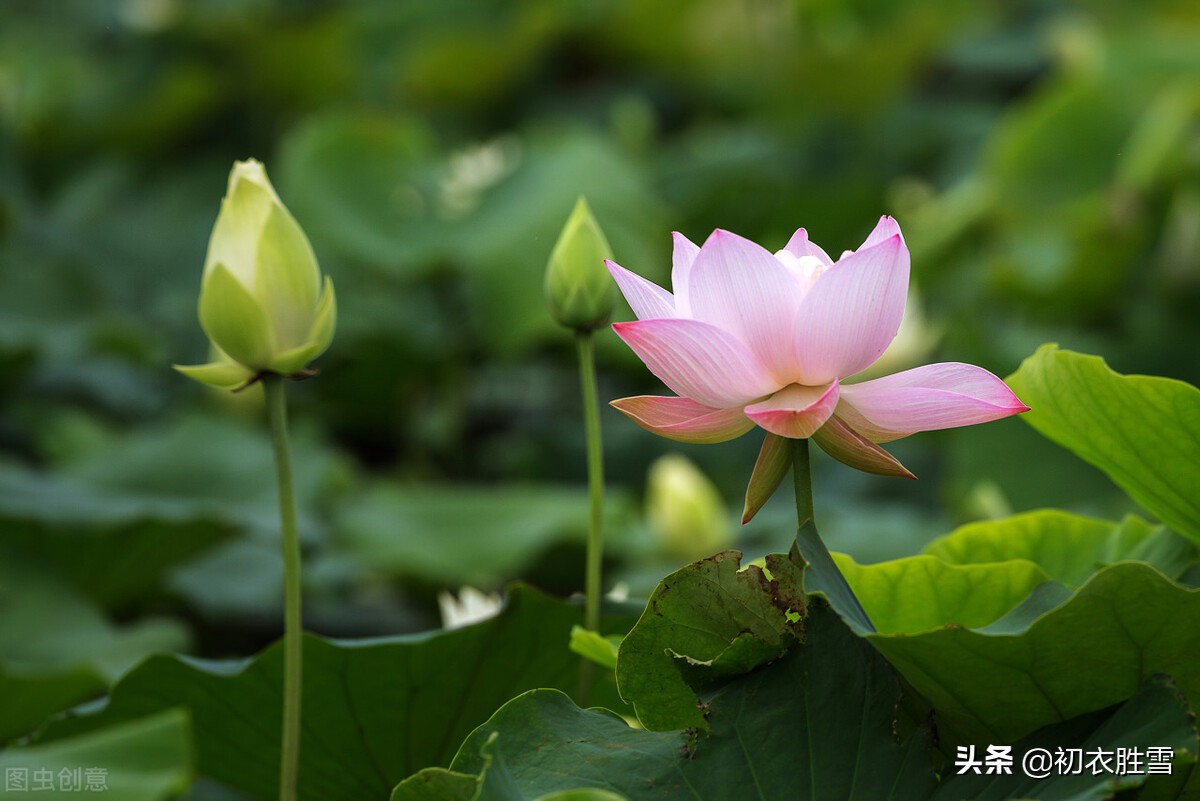 仲夏清新早荷美诗五首：一花一叶自相连，待得花开叶已圆