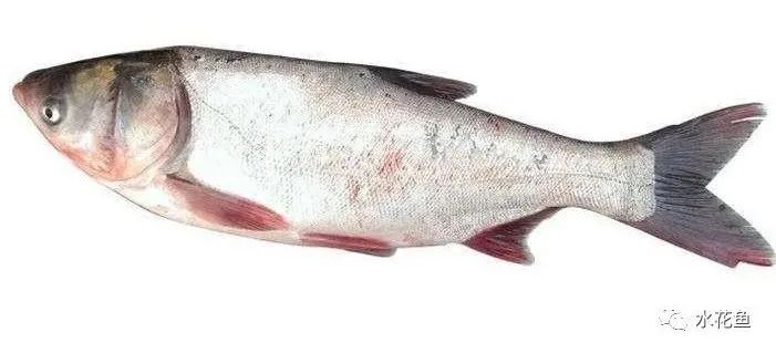 养殖水体的清洁工 清道夫 理解和认识花白鲢与鲢 鳙鱼 刘文俊养鱼 西南渔业网水产养殖专业网渔业行业门户网西南水产网第一线养鱼网丰祥渔业网永川水花网为您服务