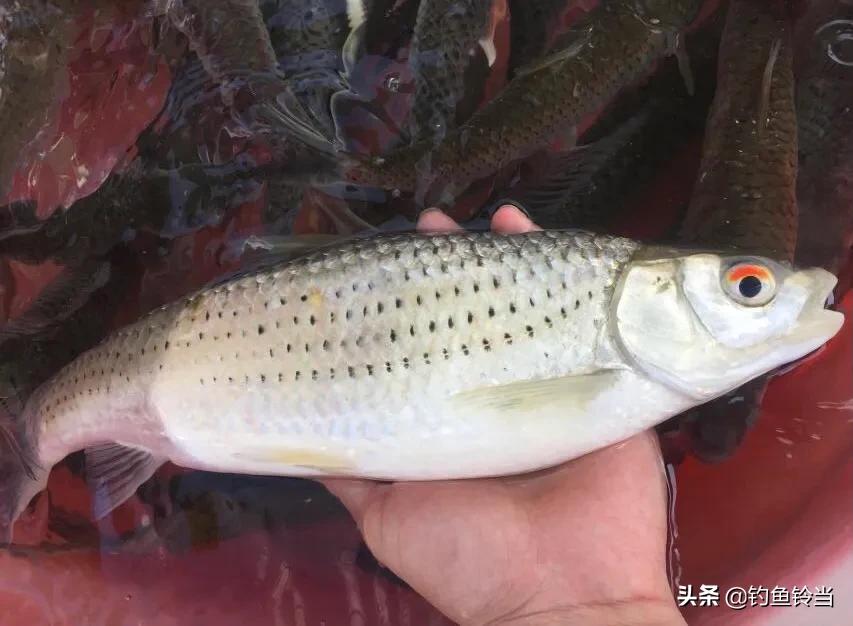 怎样钓赤眼鳟？最牛的饵料搭配就是鸭肝打窝泥鳅垂钓，竿竿都黑漂