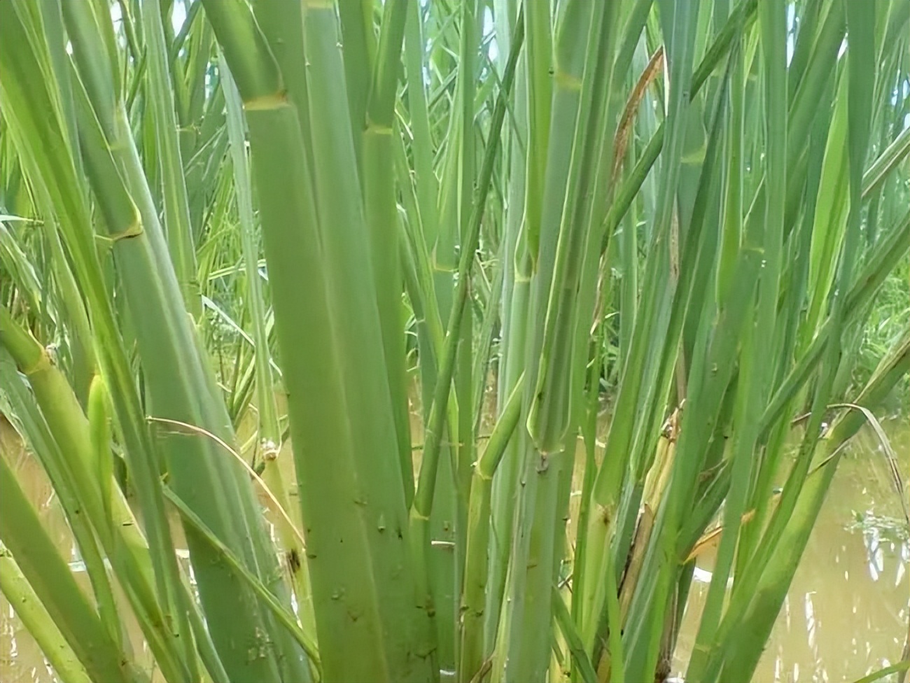 区分唐菖蒲香蒲石菖蒲水菖蒲茭白和鸢尾