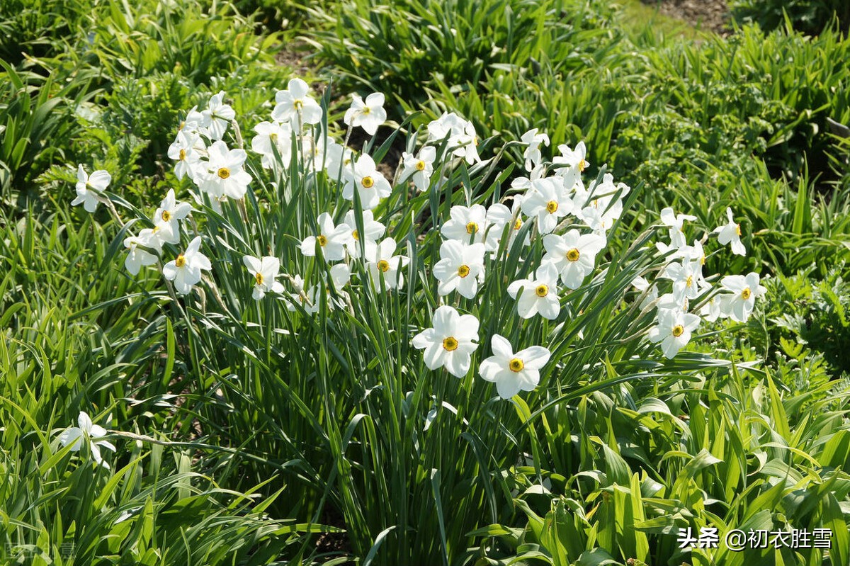 水仙花六首：借水开花亦自奇，只比寒梅无好枝