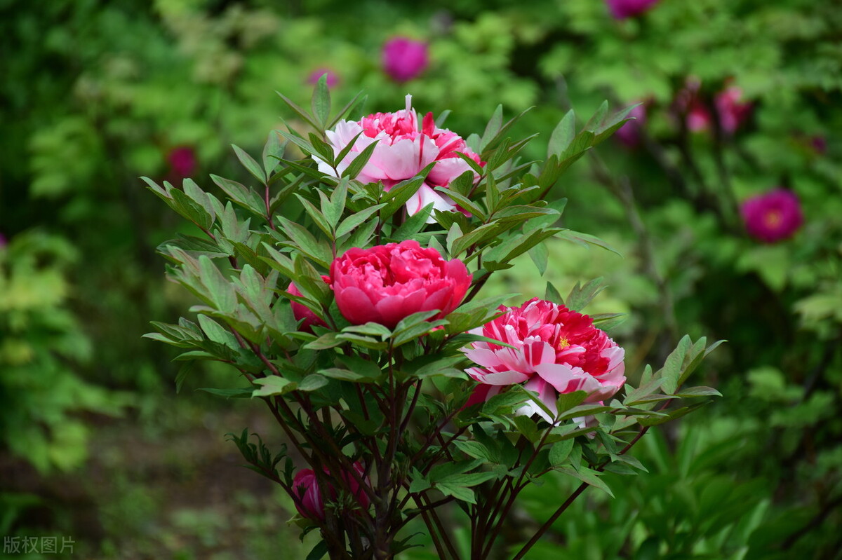 除夕写给最爱的人：想你，念你，一生不变