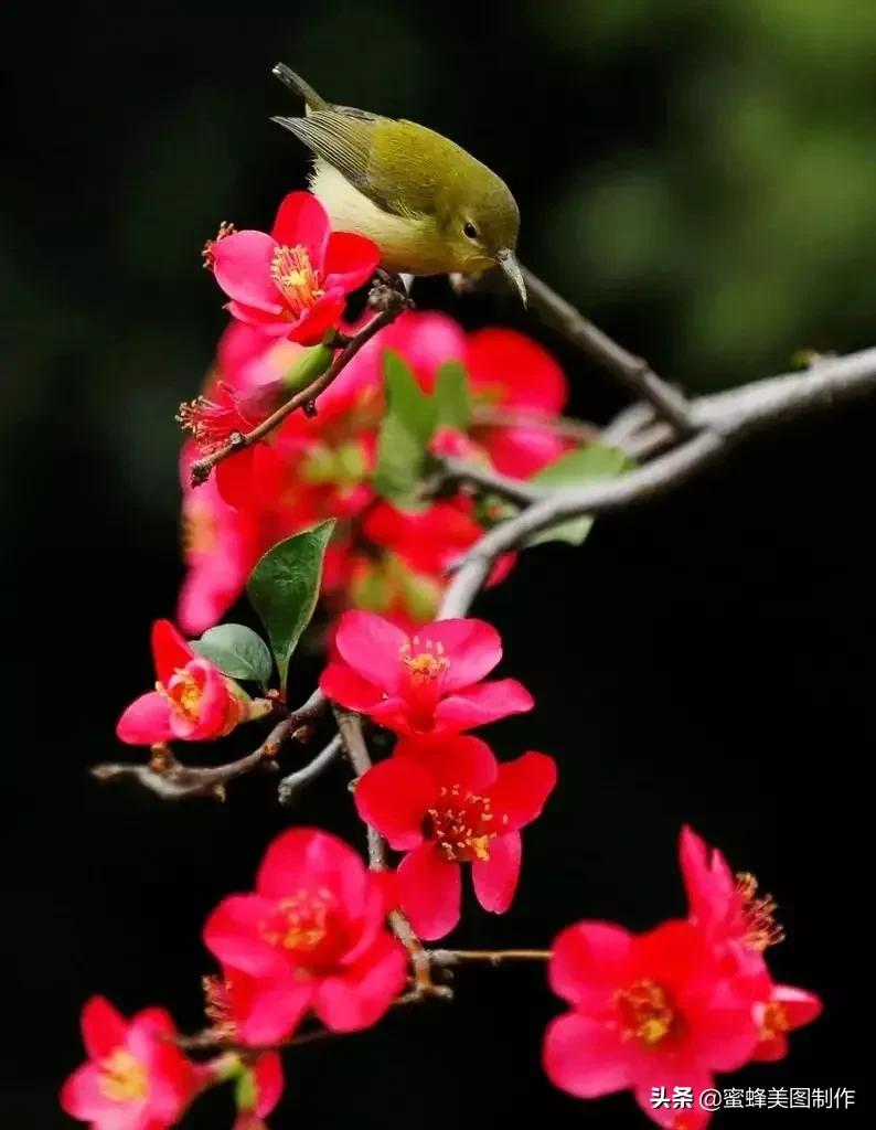 鲜花，因盛开而芬芳；风景，因走过而醉人