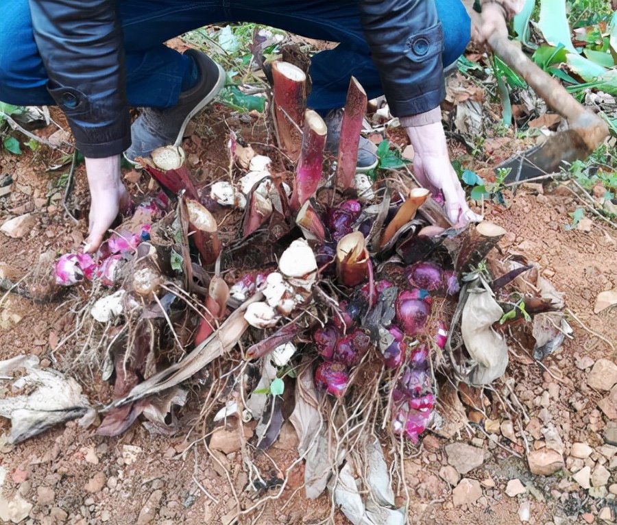 蕉芋粉的功效与作用(人称) - 行就行