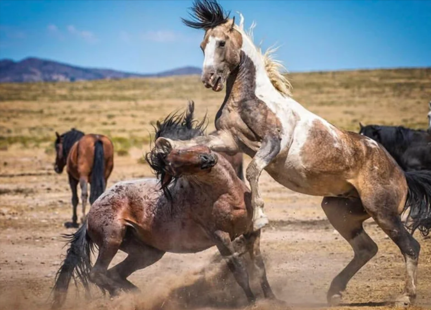 中國純血馬價格澳大利亞野馬氾濫成災