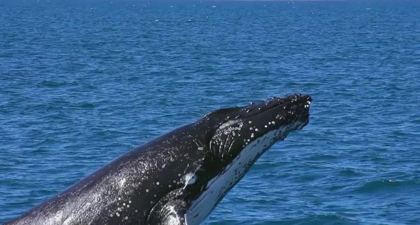 《奇怪的律师禹英雨》：独特又温暖，像深海一样清凉的夏日必看剧