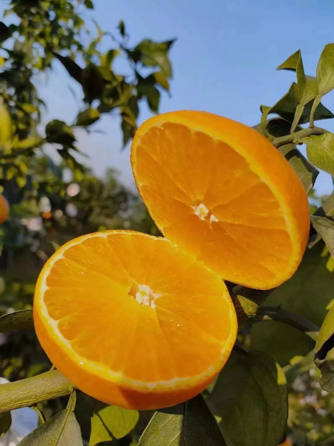 宜宾柑橘丰产季来了!"顶流"柑橘,被质疑跌落神坛? - 114货源网