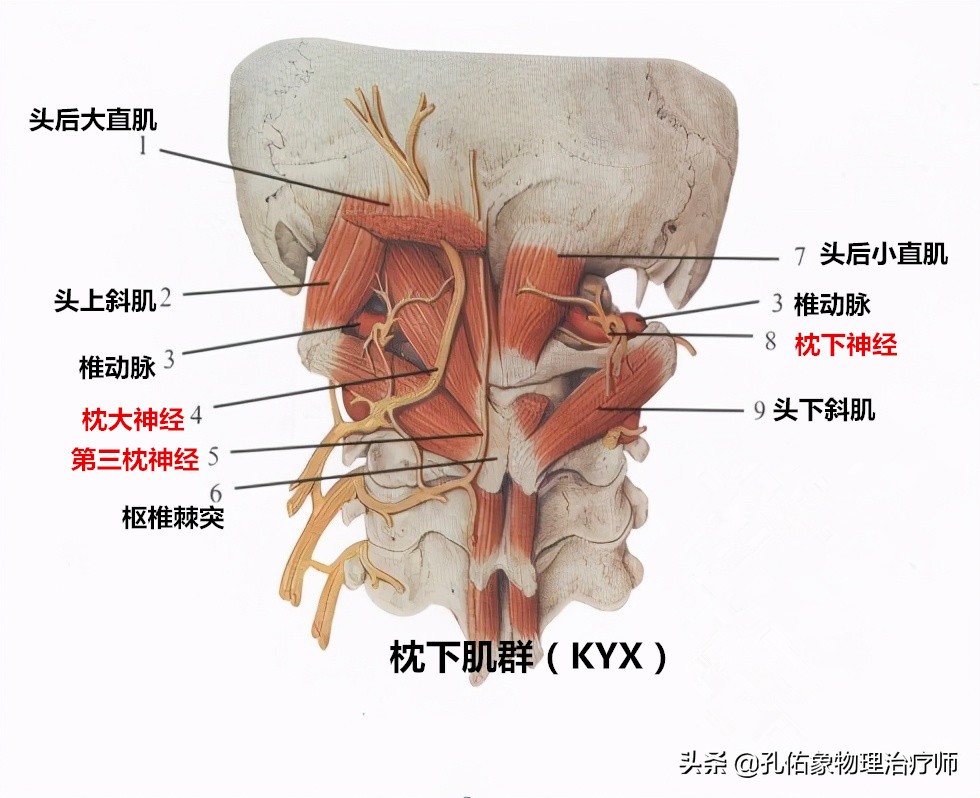 手指麻、肩胛骨疼痛，是怎么回事？出现这4个症状是颈椎发出信号