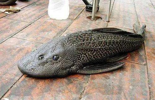 吃魚屎的魚,吃魚屎的魚哪種最好