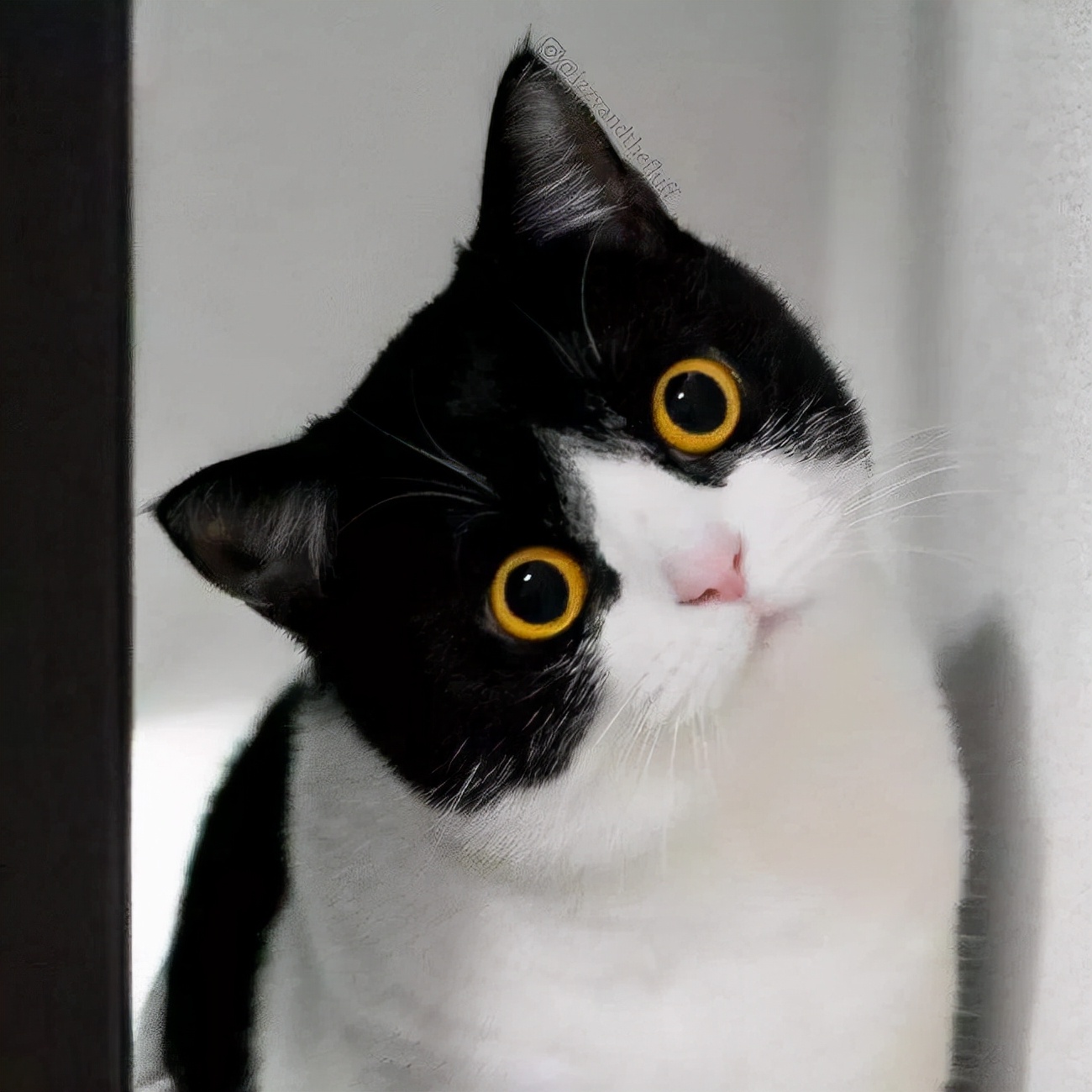 公认最“忠诚”的2种猫VS“白眼狼”的2种猫，你养对了吗？