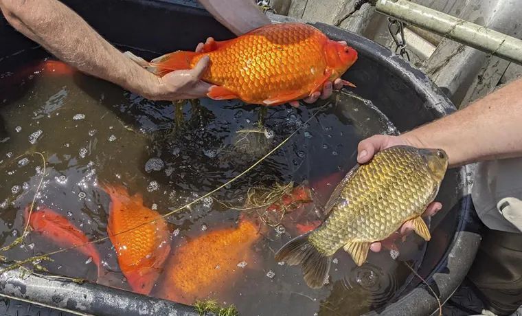 1條金魚斤重 可愛精靈竟變成入侵生物 北美人有多絕望 天天看點