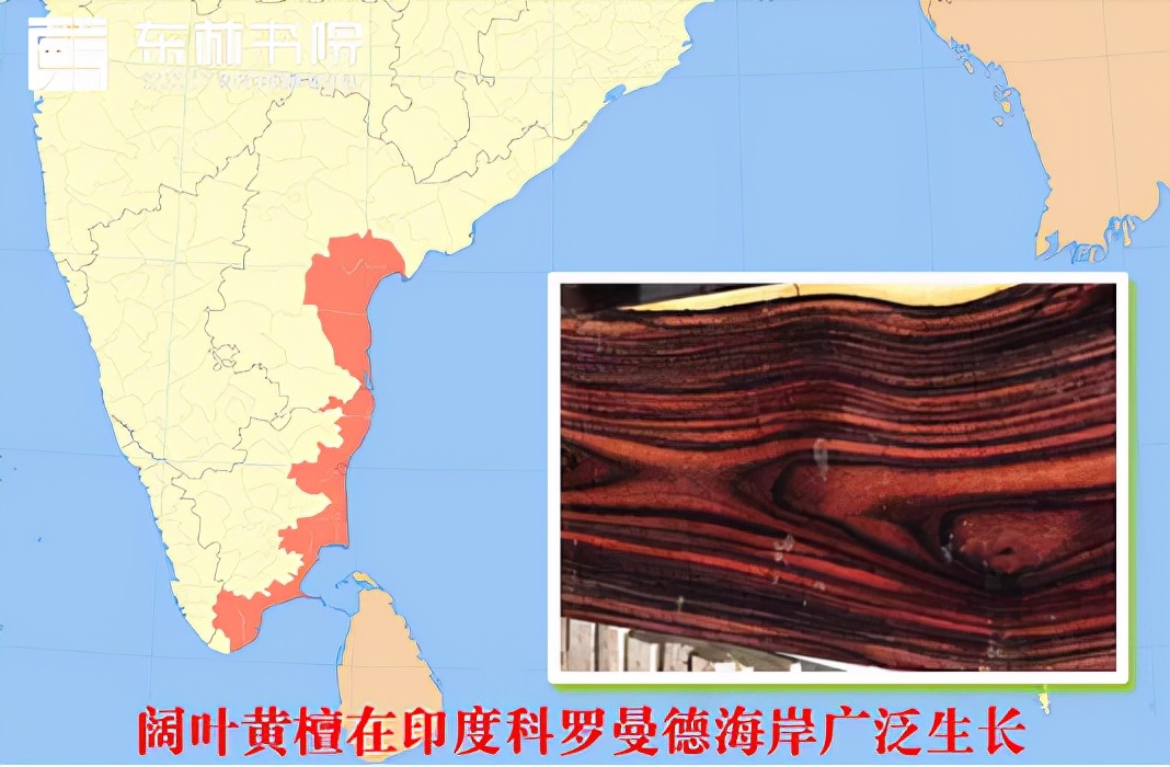 黑酸枝阔叶黄檀名称由来，十个名字你都知道吗？