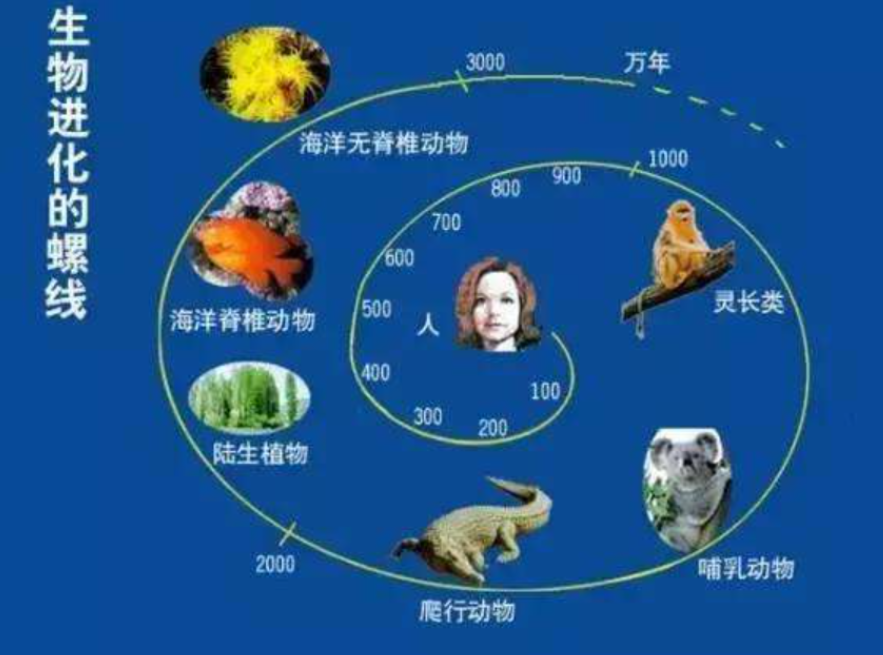 ��������ձ�ѡ�����˥�ϣ��������������⾿����Ϊʲô��