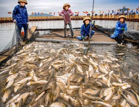 一条鱼卖4.2万！浙江渔民捕到“海中黄金”，野生大黄鱼这么贵？