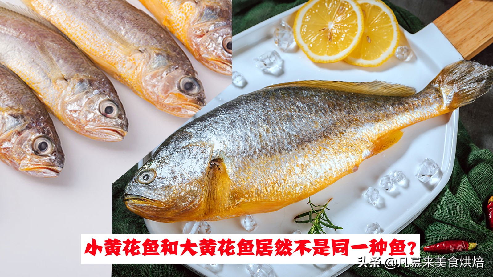 大黄鱼是不是黄花鱼(黄花鱼不同品类区别对比)