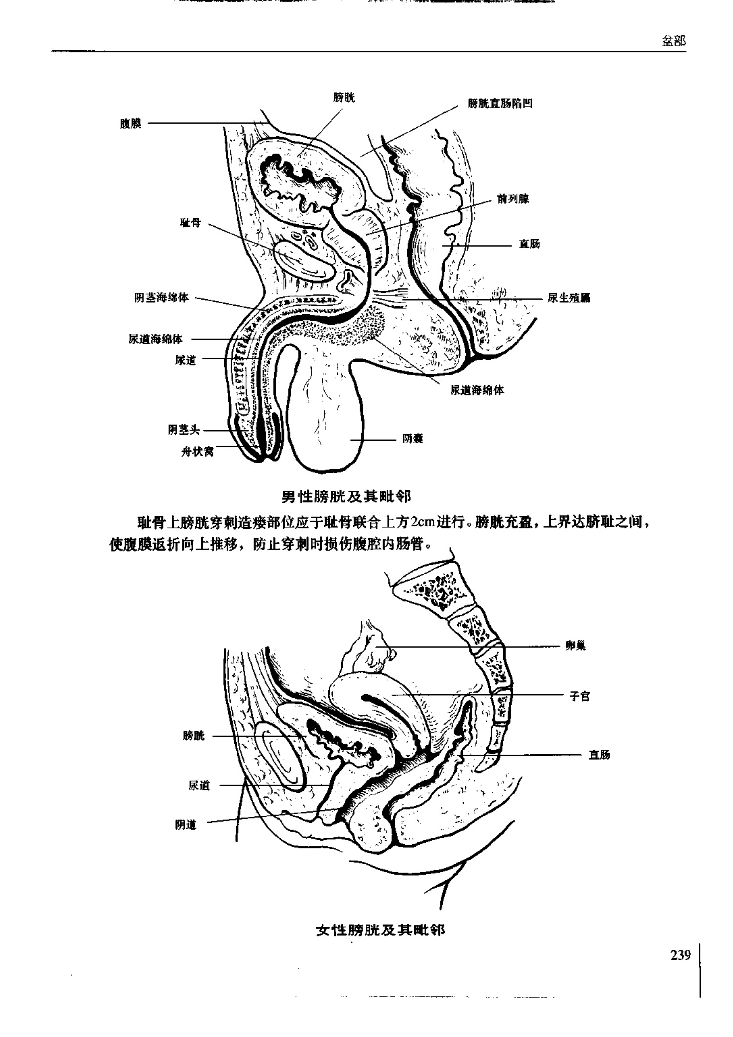 人体内脏位置图(图示集‖外科解剖学图谱(8-5)盆部)