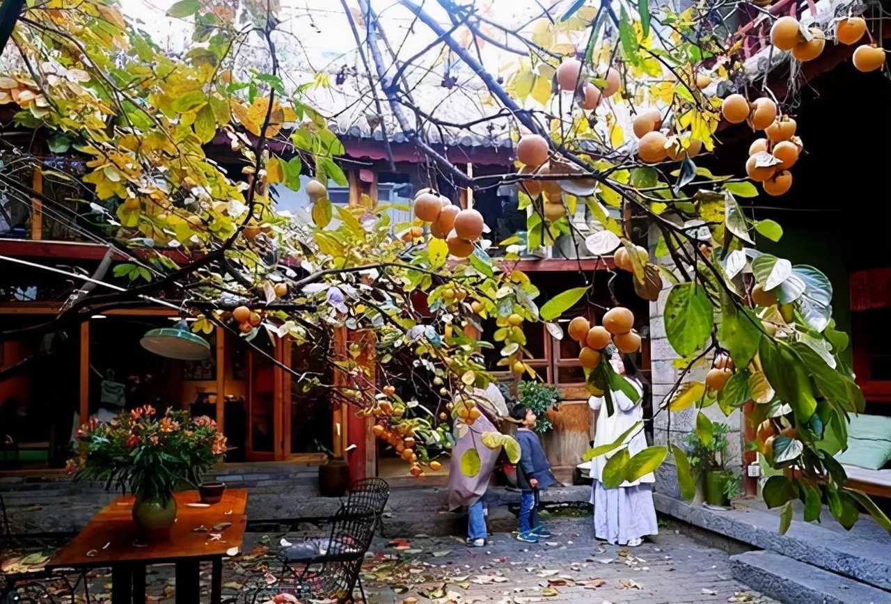 屋后种什么树有靠山（七种吉祥树屋后种一棵实用又旺家）