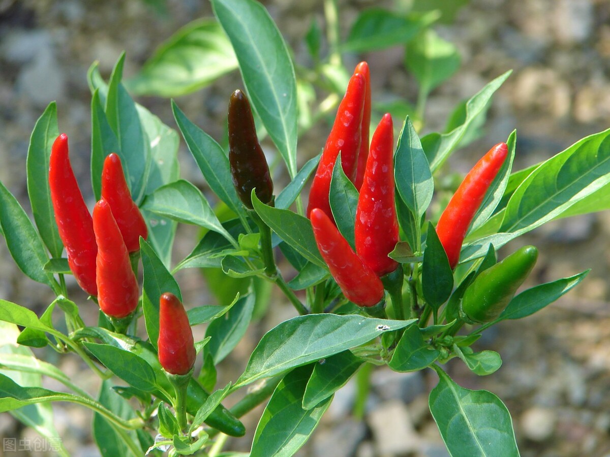 小米椒价格"蹿上天",一斤米椒能买两斤肉,高价能持续多久?