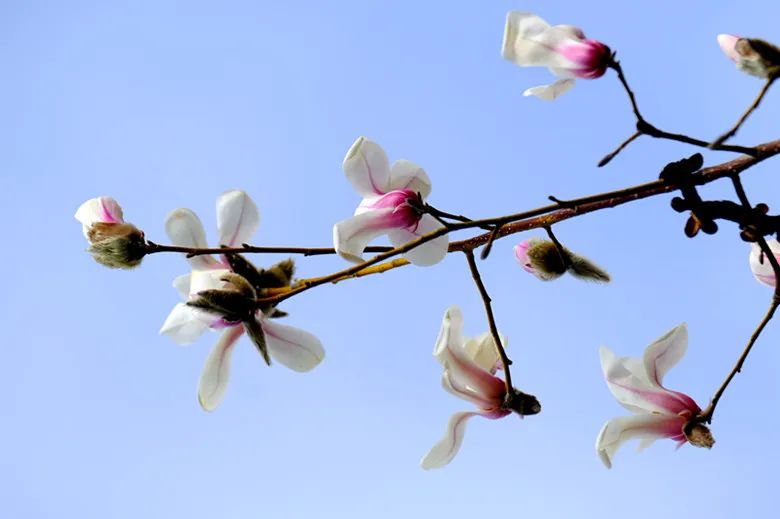 玉兰花开春色浓