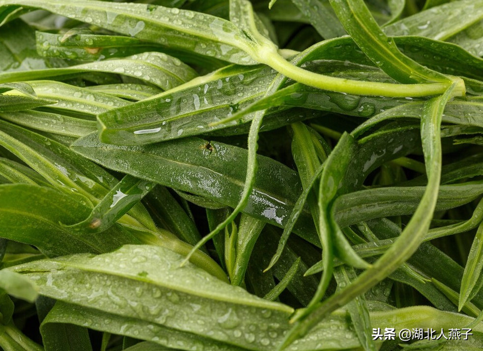 夏季摘野菜,送你61種野菜大圖鑑,讓你輕鬆認識各種野菜和吃法