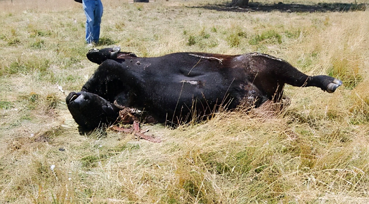 美国屠牛事件，被神秘肢解的牛牛真的是外星人所为吗？