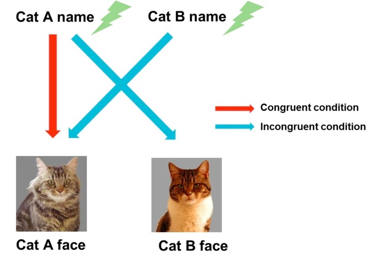 貓貓不僅能聽懂自己的名字，還能聽懂“貓室友”的名字？