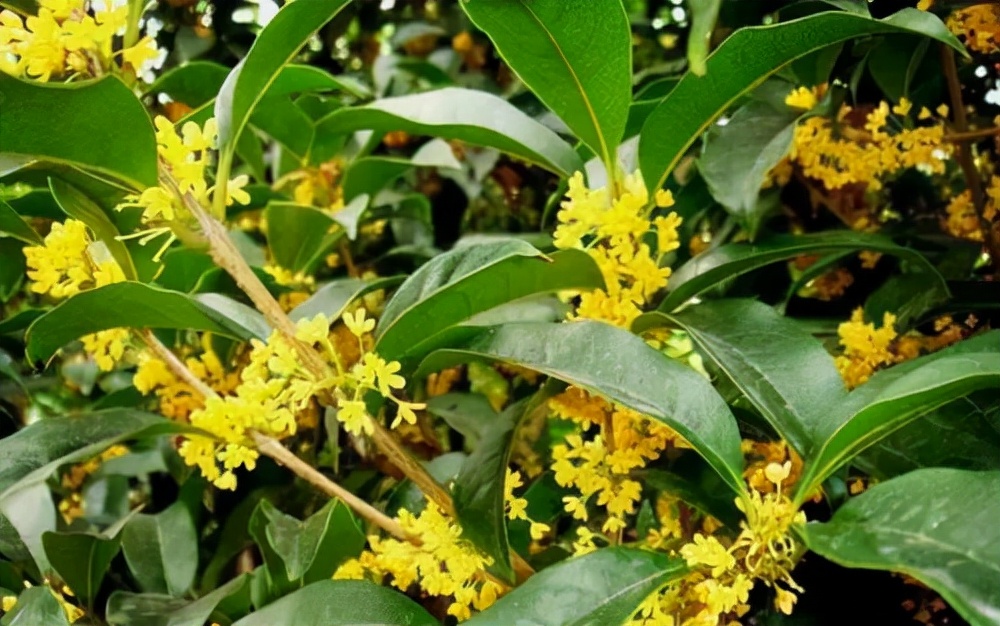 屋后种什么树有靠山（七种吉祥树屋后种一棵实用又旺家）