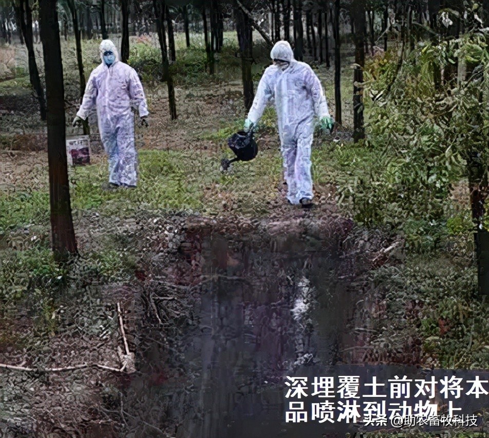 养殖场只能自己处理病死动物的3个无害化简单方法