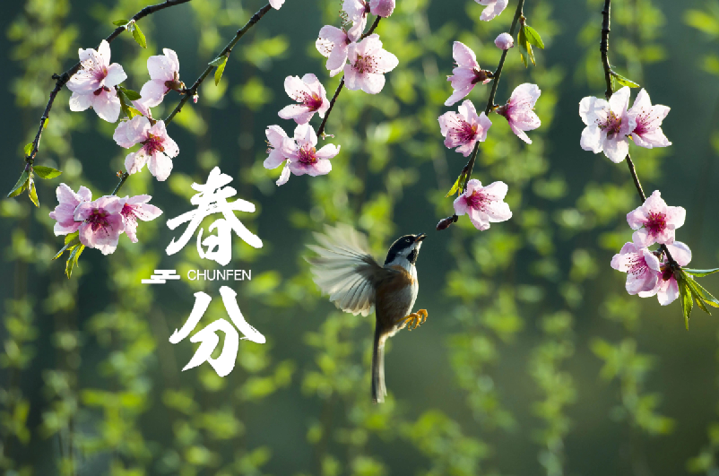 春分 | 春半日暖 昼夜平分，十首春半的诗词，带你览尽美好春光