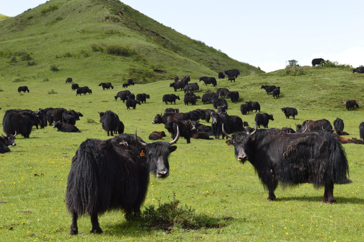 西藏牦牛肉只能排第二,看看你知道几种?) - 114货源网