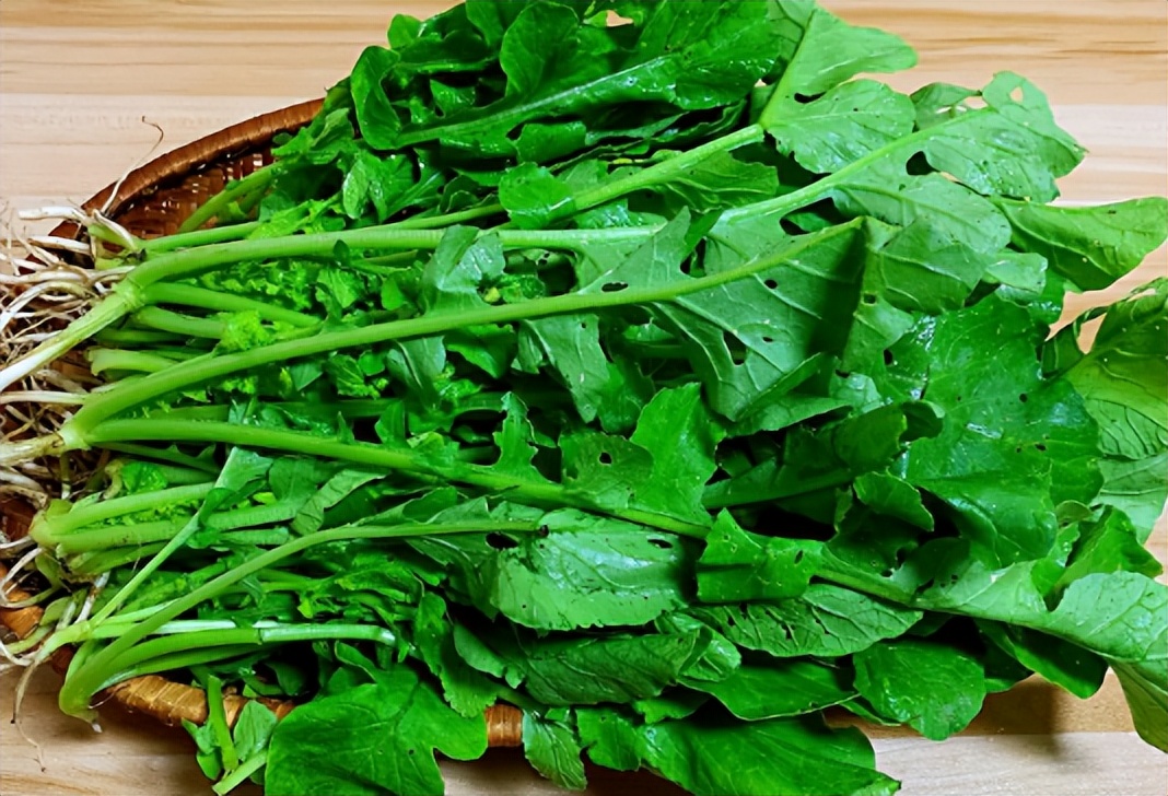 大暑后能种哪些蔬菜(大暑后种什么蔬菜)