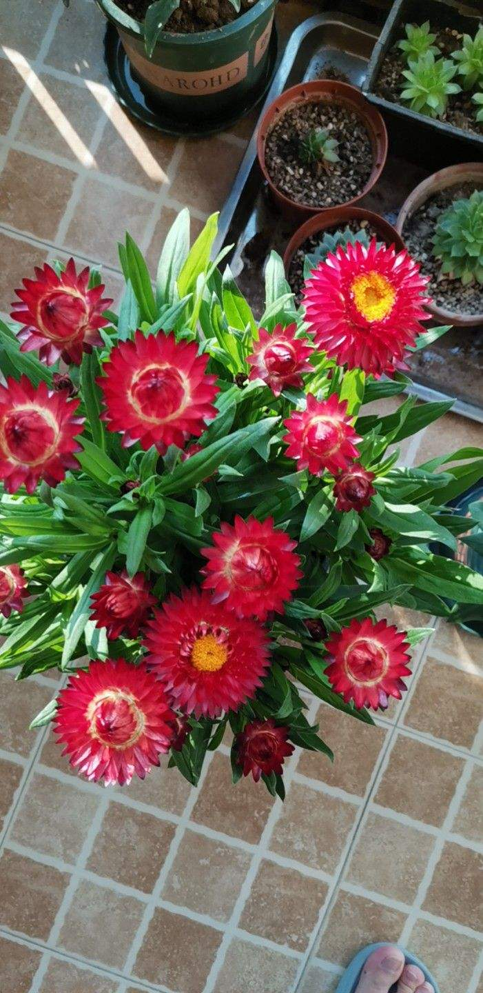一年四季都开花的菊花品种（详解被称为永生花的菊花）