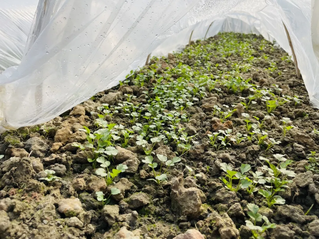 节气深耕·成都高新区朝阳小学冬至节气主题活动日