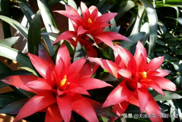 鸿运当头花图片及价格一种颜值超高还超好养的植物