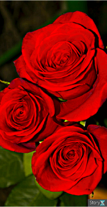 玫瑰动漫动态图图片