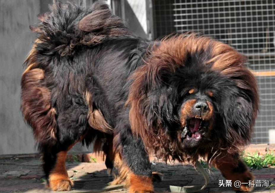 世界上最凶猛的十大恶犬，日本土佐上榜，藏獒只能屈居第二