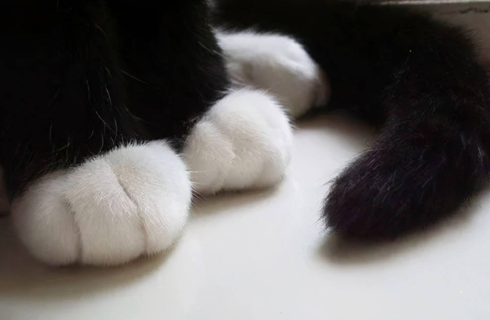 踏雪寻梅猫多少钱一只(身上有这几个特征的猫) - 价格百科