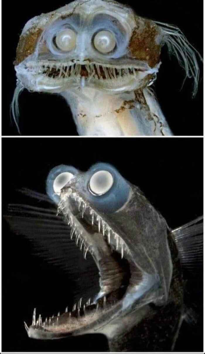 泰坦巨螳螂 食人图片