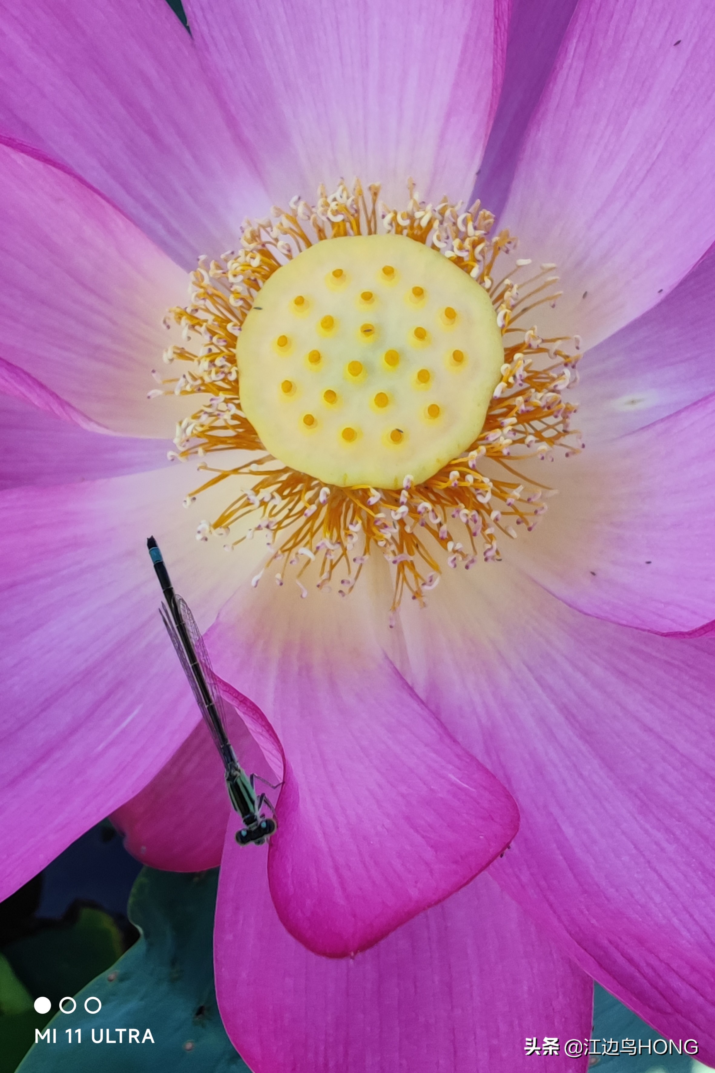 小米11 Ultra超广角的震撼（大片多图）