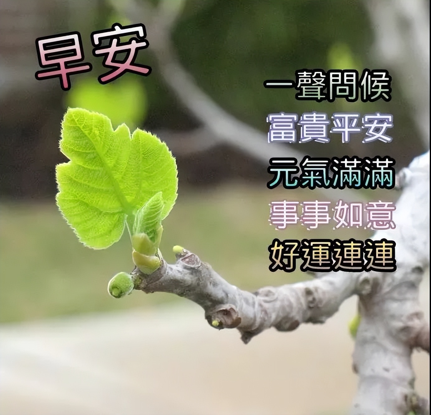 朋友圈正能量早上好问候语句子 一声早安，富贵平安图片