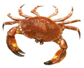 螃蟹，（英文名：crab），别称为蟹，节肢动物门软甲纲动物