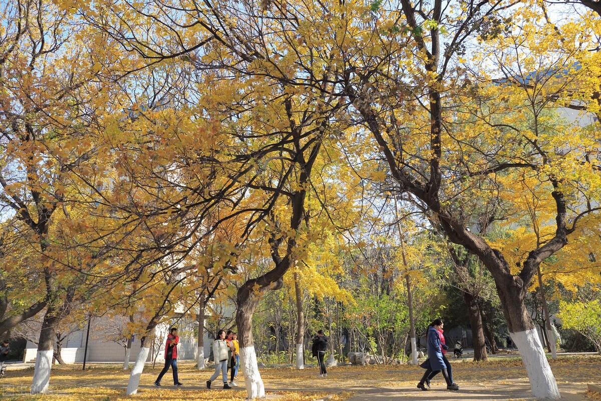 山东省综评报名人数最新出炉，山财大招生最多，青科大竞争激烈