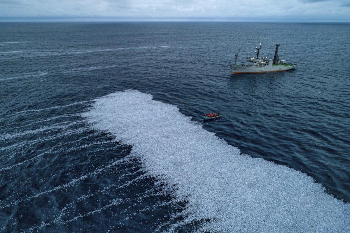 法国海域出现10万条死鱼，漂在海面上像一张地毯！到底怎么回事？