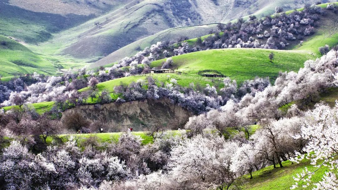 四月，承包了天山春色的伊犁，正经历着全国最大面积的杏花春雨