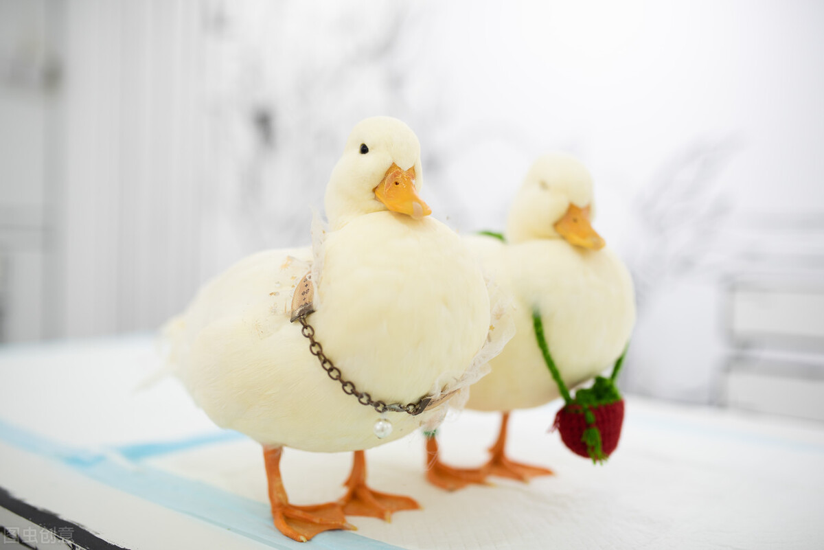 柯尔鸭图片(宠物界中) - 赤虎壹号