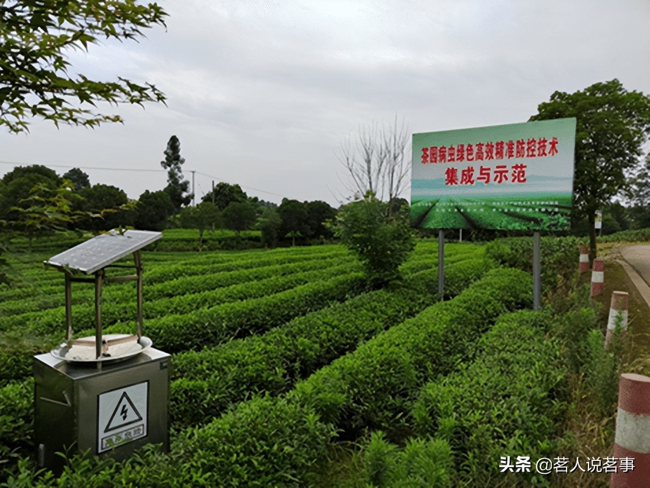 邛崃文君茶面面观：千秋文君茶今尤香