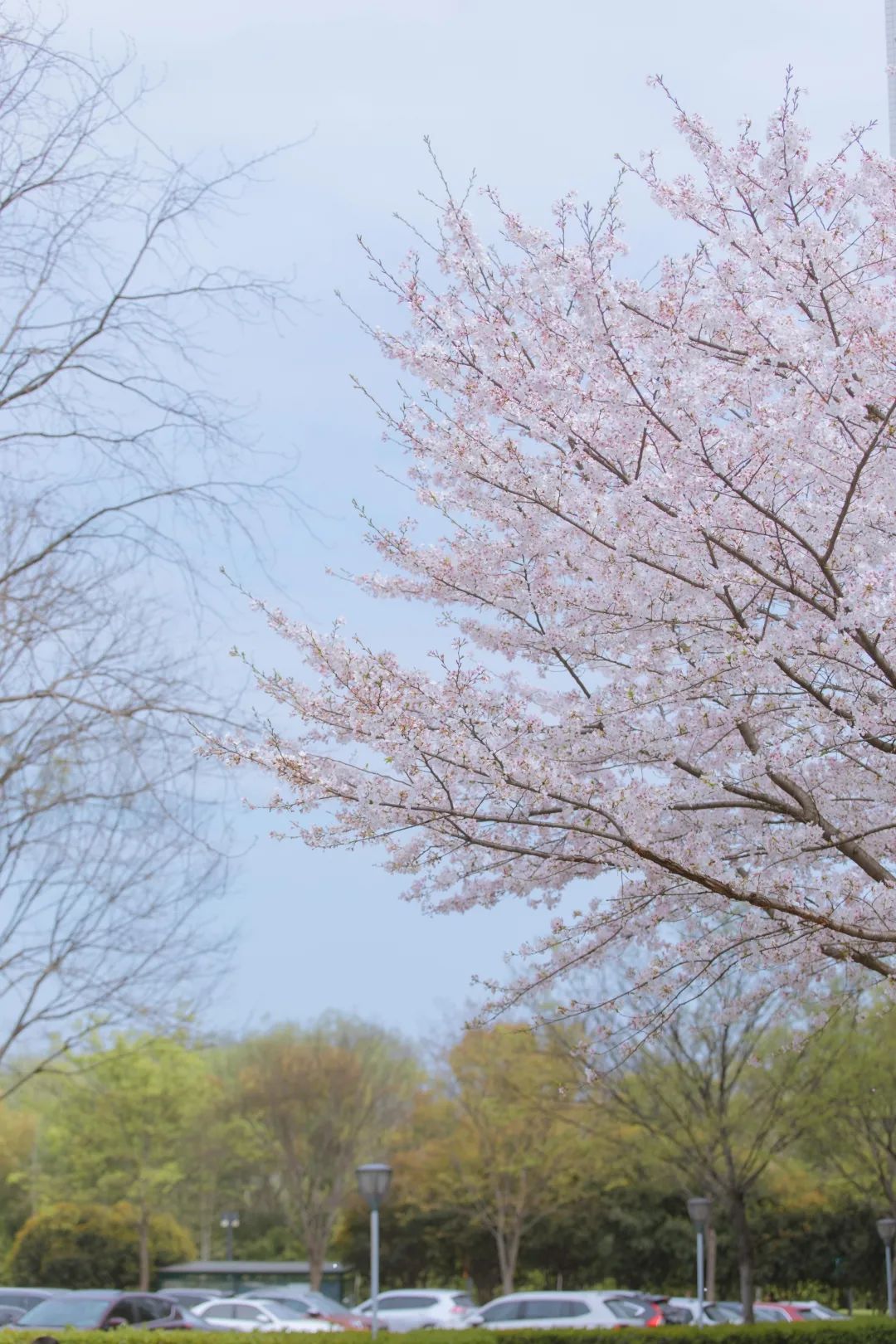 浙大樱雨，许你浪漫春光！每一张都可以做壁纸