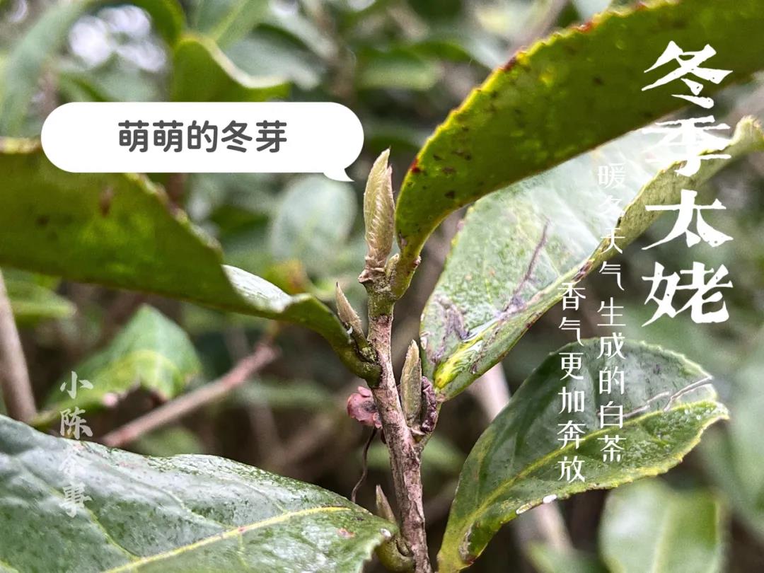 这4种“老白茶”，一个接一个，全是做旧大坑，别买