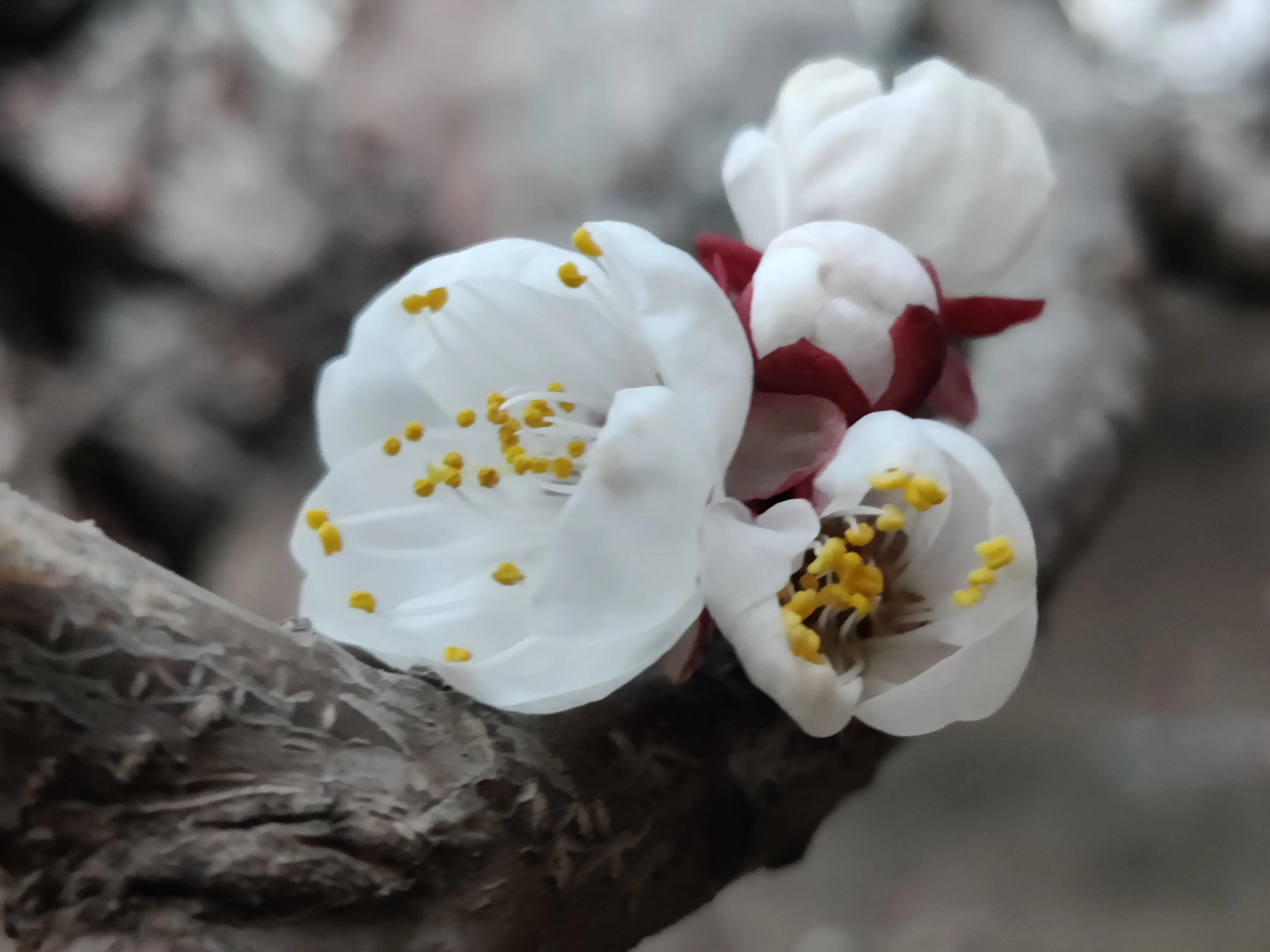 最是人间烟柳色，品花赏春正当时