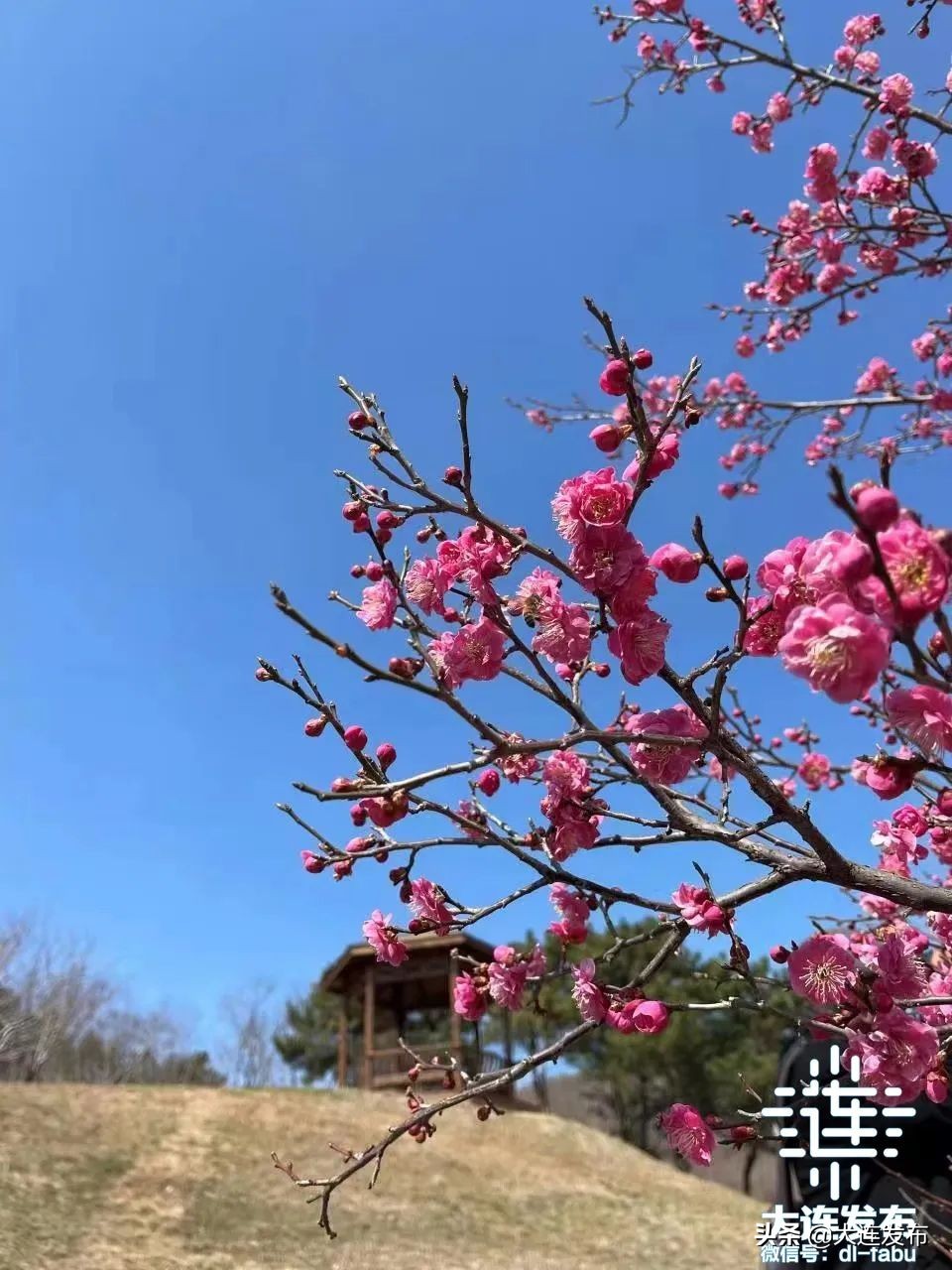 樱花待放，再等几天！